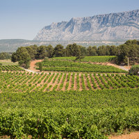 Les vignes de Coussin, en fond la montagne Sainte Victoire
